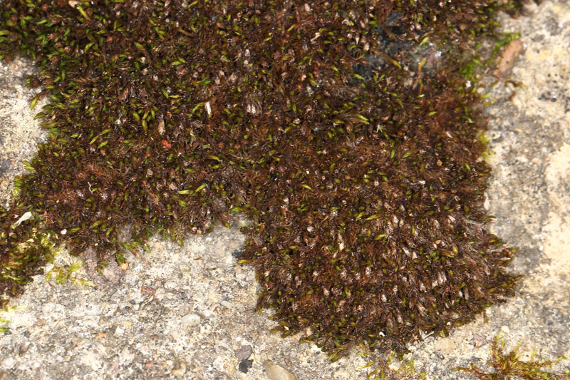 Schistidium dupretii